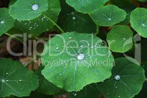 Blätter mit großen Wassertropfen