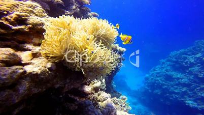 Symbiosis of anemones and clown fish in the Red Sea