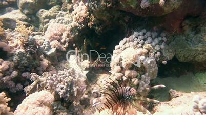 Graceful lionfish and grouper on the reef in the Red Sea