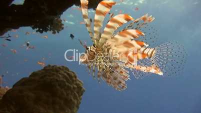 Graceful lionfish on the reef in the Red Sea