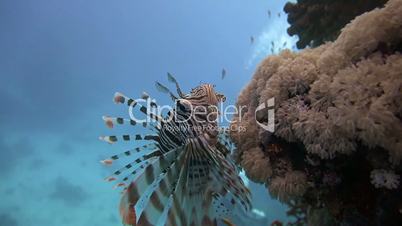 Graceful lionfish on the reef in the Red Sea