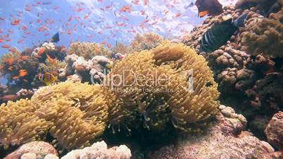 Magnificent beautiful coral reefs in the Red Sea