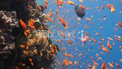 Magnificent beautiful coral reefs in the Red Sea