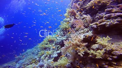 Magnificent beautiful coral reefs in the Red Sea