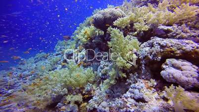 Magnificent beautiful coral reefs in the Red Sea