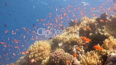 Magnificent beautiful coral reefs in the Red Sea