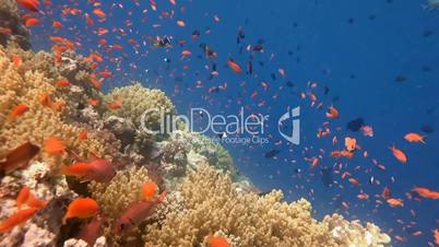 Magnificent beautiful coral reefs in the Red Sea