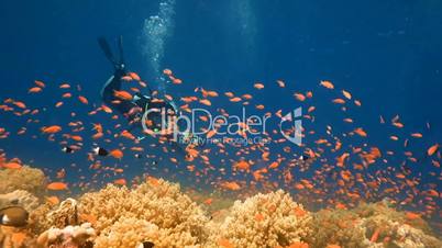 Magnificent beautiful coral reefs in the Red Sea