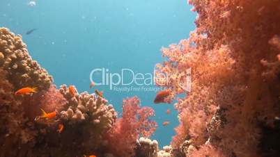 Magnificent beautiful coral reefs in the Red Sea