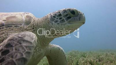 Great diving with grazing green turtle in the Red Sea