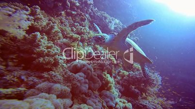 Hawksbill sea turtle, floating over a coral reef in the Red Sea