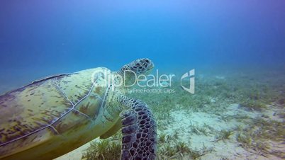 Great diving with grazing green turtle in the Red Sea