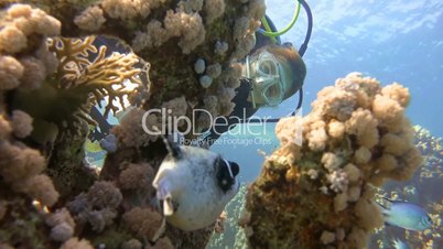 Underwater videographer playing hide and seek with the puffer fish in the Red Sea