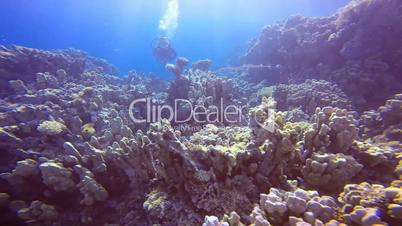 Diving with cornetfish in the Red Sea