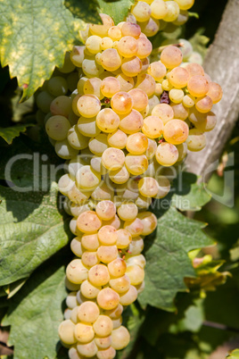 Grapes