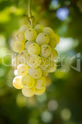 Grapes