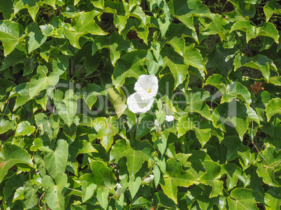 Green ivy background