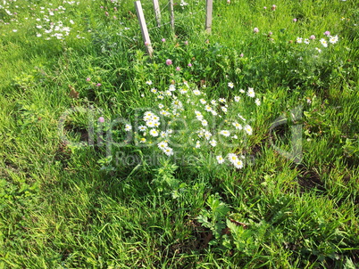 chamomile at dry sunny day