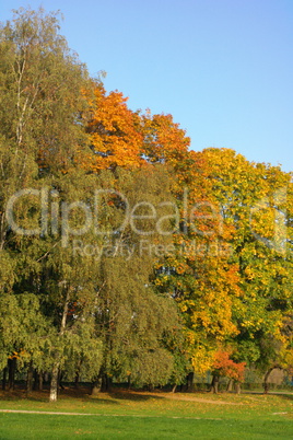 yellow maple leafs on tree