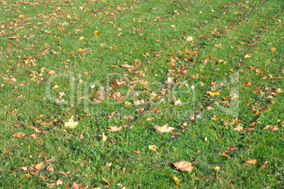 Yellow Maple Leafs on Grass