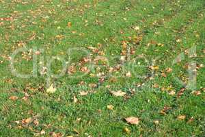 Yellow Maple Leafs on Grass