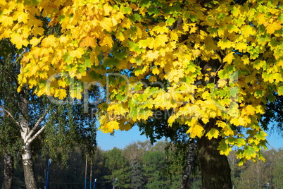 yellow maple leafs on tree