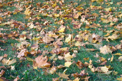 yellow maple leafs on earth