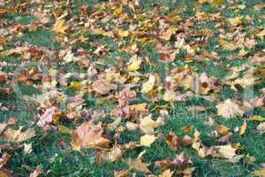 yellow maple leafs on earth