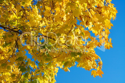 yellow maple leafs on tree