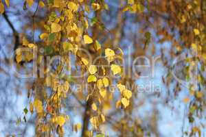 birch at autumn day