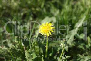 Dandelion at Spring