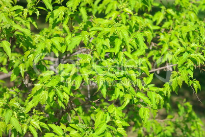 tree at spring Day