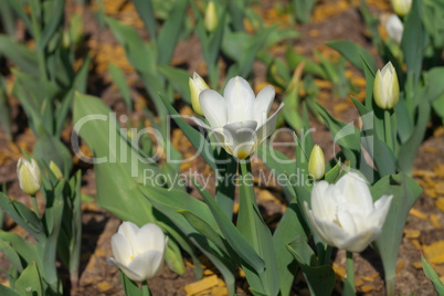 White Tulip at Spring