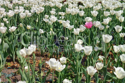 White Tulip at Spring