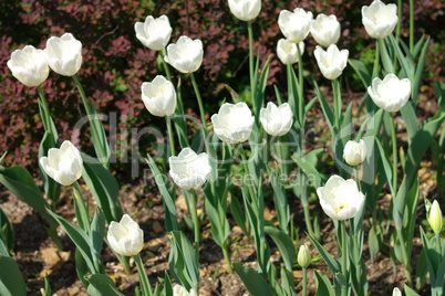 White Tulip at Spring