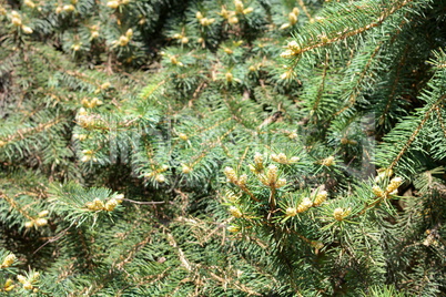 fir tree