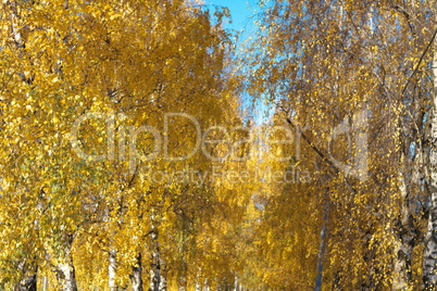 Birch Alley at Autumn