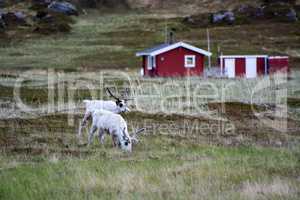 Rentiere in Norwegen