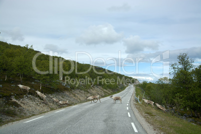 Rentiere in Norwegen