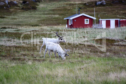 Rentiere in Norwegen