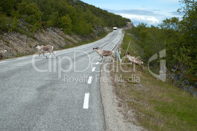 Rentiere in Norwegen