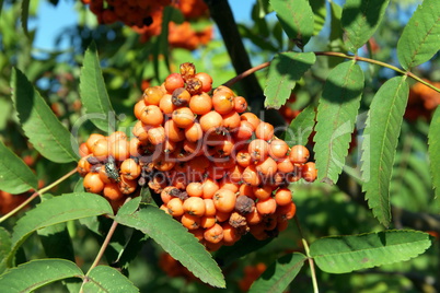 ashberry at dry sunny day