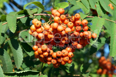 ashberry at dry sunny day