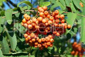 ashberry at dry sunny day