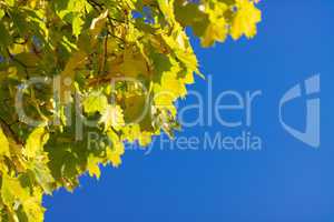 yellow maple leafs on tree