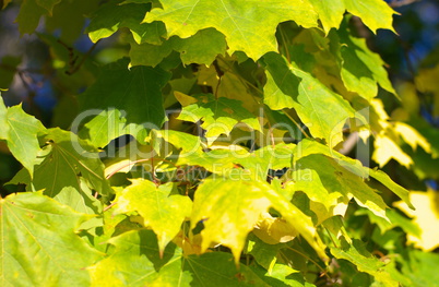 yellow maple leafs on tree yellow maple leafs on tree