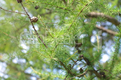 fir tree