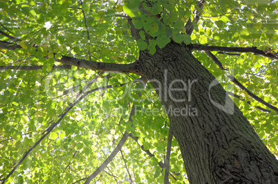 Old Tree in the Summer Sunlight