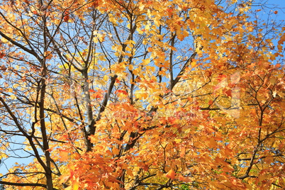 yellow leafs on tree