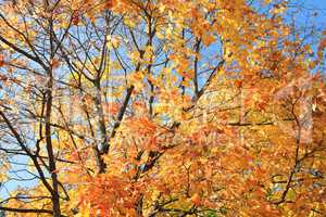 yellow leafs on tree